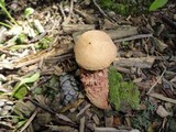Boletus russellii image