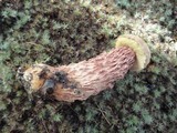 Boletus russellii image