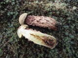 Boletus russellii image