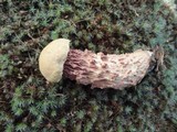Boletus russellii image