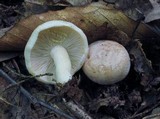 Lactarius chrysorrheus image