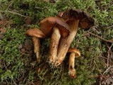 Cortinarius limonius image