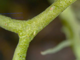 Cladonia subtenuis image