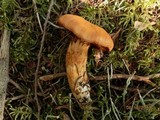 Cortinarius limonius image