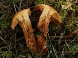 Cortinarius limonius image