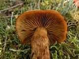 Cortinarius limonius image