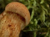 Cortinarius limonius image