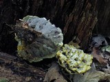 Thelephora vialis image