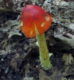 Amanita parcivolvata image