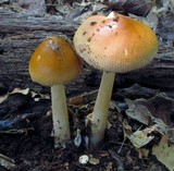 Amanita amerifulva image