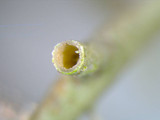 Cladonia subtenuis image