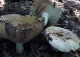 Russula compacta image