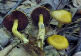 Cortinarius semisanguineus image
