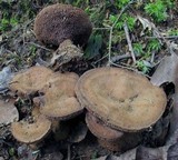 Hydnellum spongiosipes image