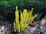 Clavulinopsis fusiformis image