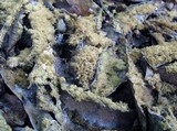 Scorias spongiosa image