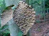 Scorias spongiosa image