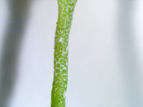 Cladonia subtenuis image