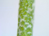 Cladonia subtenuis image