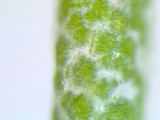 Cladonia subtenuis image