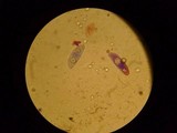 Eryniopsis caroliniana image