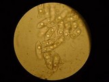 Eryniopsis caroliniana image