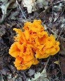 Craterellus odoratus image