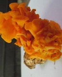 Craterellus odoratus image