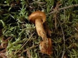 Cortinarius limonius image