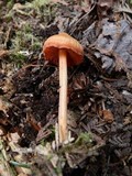 Entoloma quadratum image