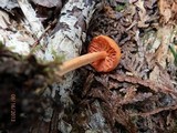 Entoloma quadratum image