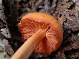 Entoloma quadratum image