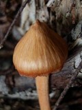 Entoloma quadratum image