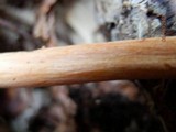 Entoloma quadratum image
