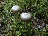 Entoloma clypeatum image