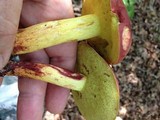 Boletus roodyi image