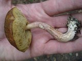 Boletus longicurvipes image