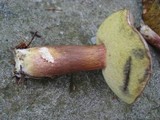 Imleria badia image
