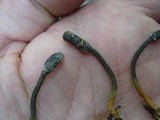 Tolypocladium ophioglossoides image