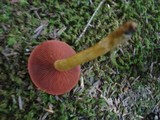 Cortinarius semisanguineus image