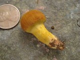 Cortinarius malicorius image