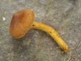 Cortinarius malicorius image