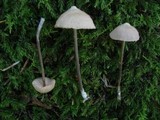 Entoloma alboumbonatum image