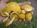 Gymnopilus luteus image