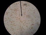 Gymnopilus luteus image