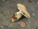 Gyroporus cyanescens var. violaceotinctus image