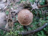 Image of Inocybe apiosmota