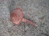 Inocybe apiosmota image