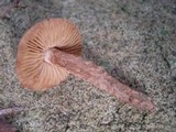 Inocybe apiosmota image