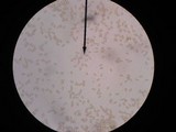 Inocybe apiosmota image